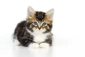 Katze - Katzenkiste auf weißen Hintergrund