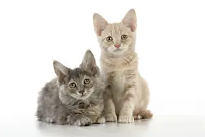 Mixed Colour Cats Drucke: CAT. two kittens