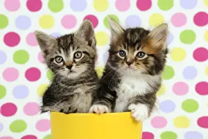 Kittens For Sale Drucke: Cat. Kittens (7 weeks old)