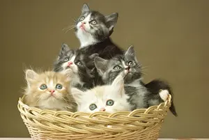 Katze - fünf Kätzchen im Wickerkorb