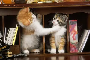 Mammal Domestic Animals Drucke: Cat - kittens in bureau