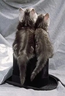 Tabby Kittens Drucke: Cat - kittens on top hat