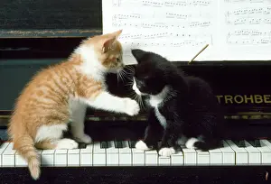 Katze Drucke: Katze - Katzen am Klavier
