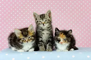 Drucke von JD-20700 Katze - Kätzchen auf rosa Hintergrund John Daniels Bitte beachten Sie, dass Drucke nur für persönliche Anzeigezwecke gedacht sind und nicht reproduziert werden dürfen Bilder Datiert 2009 Juli: Katze - Katzen auf rosa Hintergrund
