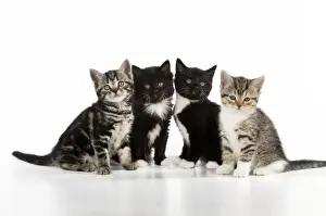 Tabby Kitten Pictures Drucke: CAT. Kittens sitting together