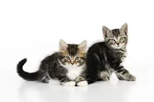 White Background Cat Images Drucke: Cat - Kittens on white background