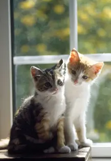 Domestic Cat Babies Drucke: Cat - kittens in window