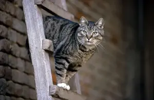 Johan De Meester Artwork Drucke: Cat on top of ladder