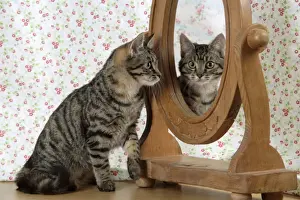Bilder Datiert 28. Dezember 2008: Katze - im Spiegelbild schauend