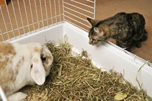 Katze betrachtet ein Huhn im Käfig
