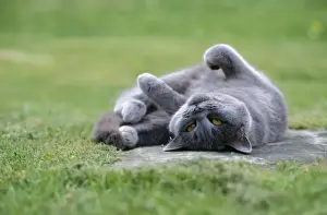 John Daniels Wildlife Photographer Drucke: Cat - lying on its back