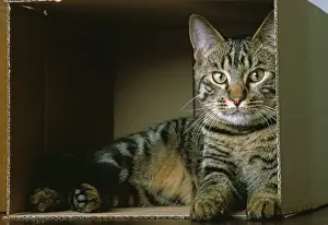 Mammal Animal Photography Drucke: Cat - lying down in cardboard box