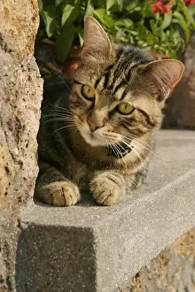 Personal Use Cat Pictures Drucke: Cat Lying on ledge