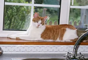 Personal Use Only Prints Drucke: Cat - lying on windowsill