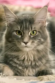 Large Format Animal Prints Drucke: Cat - Main Coon close-up