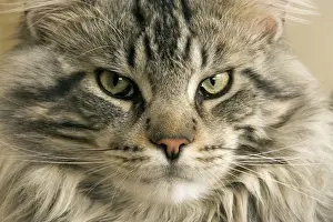 Unique Pet Photography Gifts Drucke: Cat - Main Coon close-up of face