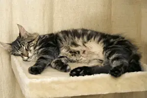 Jean Michel Labat Art Prints Drucke: Cat - Main Coon sleeping on cat bed