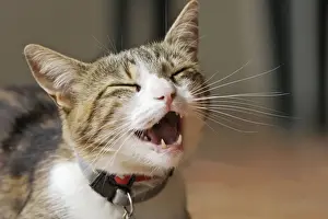 Gerahmter Druck : Katze - Miauen / Anrufen Gerahmter Druck : Katze - Miauen / Anrufen