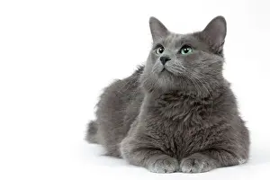 Bilder Datiert 2010: Katze - Nebelung im Studio
