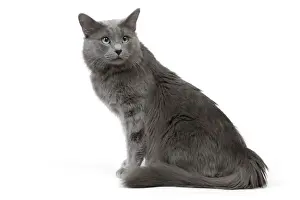 Katze - Nebelung im Studio