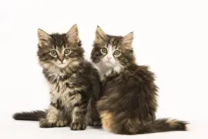 Katze - norwegische Waldkatzenkittenzwei im Studio