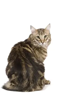 Tabby Cat Breeds Drucke: Cat - Norwegian Forest tabby