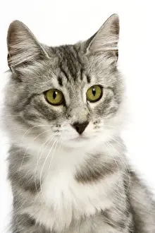 Mammals As Pets Information Drucke: Cat - Norwegian Silver Tabby