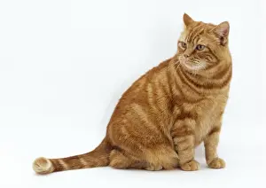 John Daniels Wildlife Photos Drucke: Cat Obese