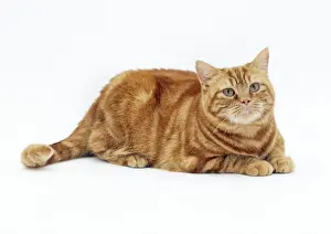 Kater übergewichtig