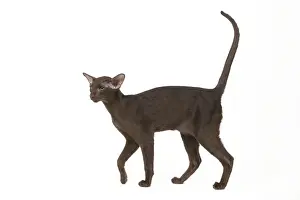 Pet Cats For Sale Drucke: Cat - Oriental chocolate