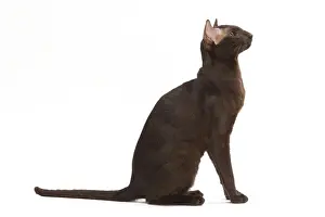 Studio Cat Photo Drucke: Cat - Oriental Chocolate in studio