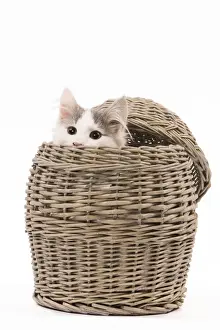 White Background Cat Pictures Drucke: Cat - peering out of wicker basket in studio