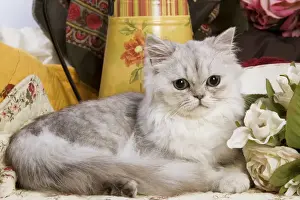 Persischer Katze