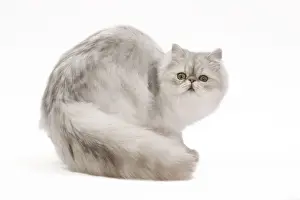 Baby Kittens For Sale Drucke: Cat - Persian kitten in studio