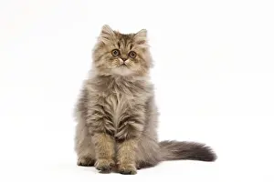 Drucke von LA-7606 Katze - persischer Kater im Studio Jean-Michel Labat Beachten Sie, dass Drucke nur für persönliche Anzeigenzwecke gedacht sind und nicht reproduziert werden dürfen Persisch Drucke: Persischer Kater - Persisches Katzenkäfer im Studio
