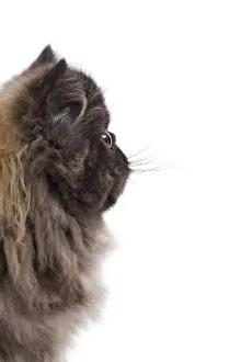 White Background Studio Cats Drucke: Cat - Persian kitten in studio - sideview of face