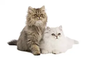 Cute Cat Pictures Drucke: Cat - Persian kittens in studio