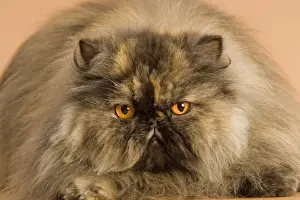 Mammals As Pets Indoors Drucke: Cat - Persian tortoiseshell