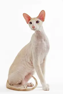 Peterbald Drucke: Katze - Petersbald-Rasse im Studio