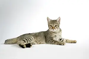 Drucke von JD-18876 Katze - Pixie-Bob liegend Hans-Joachim Daniels Bitte beachten Sie, dass die Drucke nur für persönliche Ausstellungs Zwecke gedacht sind und nicht reproduziert werden dürfen Pixie Bob Drucke: Katze - Pixie-Bob liegt her