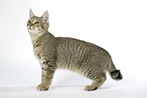 Katze - Pixiebob-Schüttelung nach oben