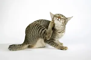 Pet Photography Art Drucke: Cat - Pixie-Bob scratching