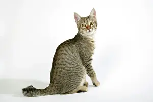 Feline Photography Prints Drucke: Cat - Pixie-Bob sitting looking around