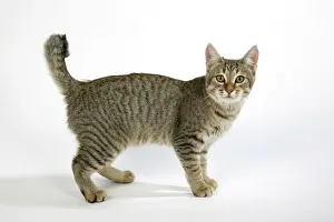 Katze - Pixie-Bob stehend