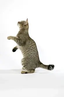 Drucke von JD 18874 Katze - Pixie Bob steht auf Hinterbeinen Hans-Joachim Daniels Bitte beachten Sie, dass Drucke nur für persönliche Anzeigenzwecke gedacht sind und nicht reproduziert werden dürfen Pixie Bob Drucke: Katze - Pixie-Bob steht auf Hinterbeinen