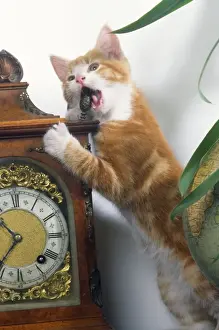 John Daniels Wildlife Photos Drucke: Cat - playing