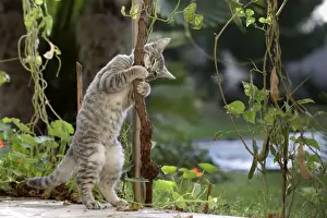 Cat Standing On Hind Legs Drucke: Cat - playing in garden