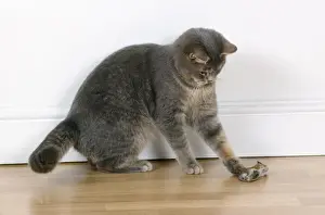 Bilder Datiert 18. September 2007: Katze - spielt mit Maus.