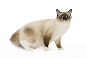 Jean Michel Labat Artist Drucke: Cat - Ragdoll