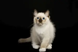Ragdoll Cat Breed Drucke: Cat - Ragdoll